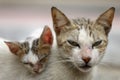 Vagrant sick cats. Homeless wild cats on dirty street in AsiaÃÂ 